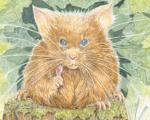 Mouse Has and Qwie, Picture Book Childrens Story and Wonderful Art