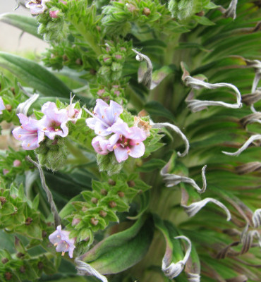 Alien Plant in Cambria California